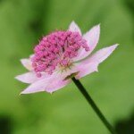 Astrantia_maxima_Kaukasisk_stjärnflocka_webb