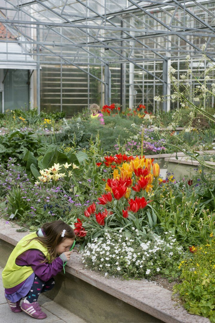 I Botaniskas Lökträdgård finns värdefulla vildinsamlade lökväxter.