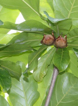 Formosan golden bat roosting in tree