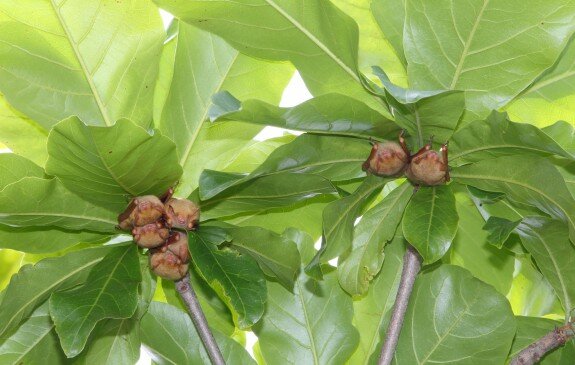 Formosan golden bat roosting in tree