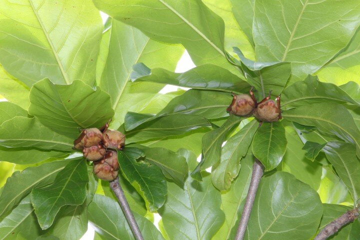 Formosan golden bat roosting in tree