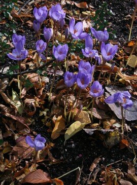 1009 Höstblommande lökar ny