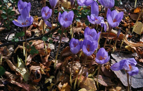 1009 Höstblommande lökar ny