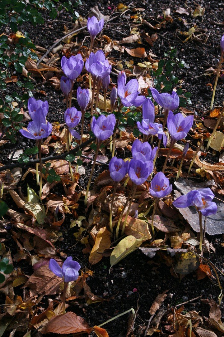 1009 Höstblommande lökar ny